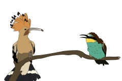 abubilla-y-abejaruco