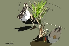 agachadiza-y-gallineta