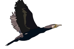 cormoran-volando