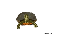 galapago-de-Florida-2-copia