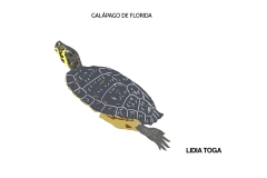galapago-de-florida