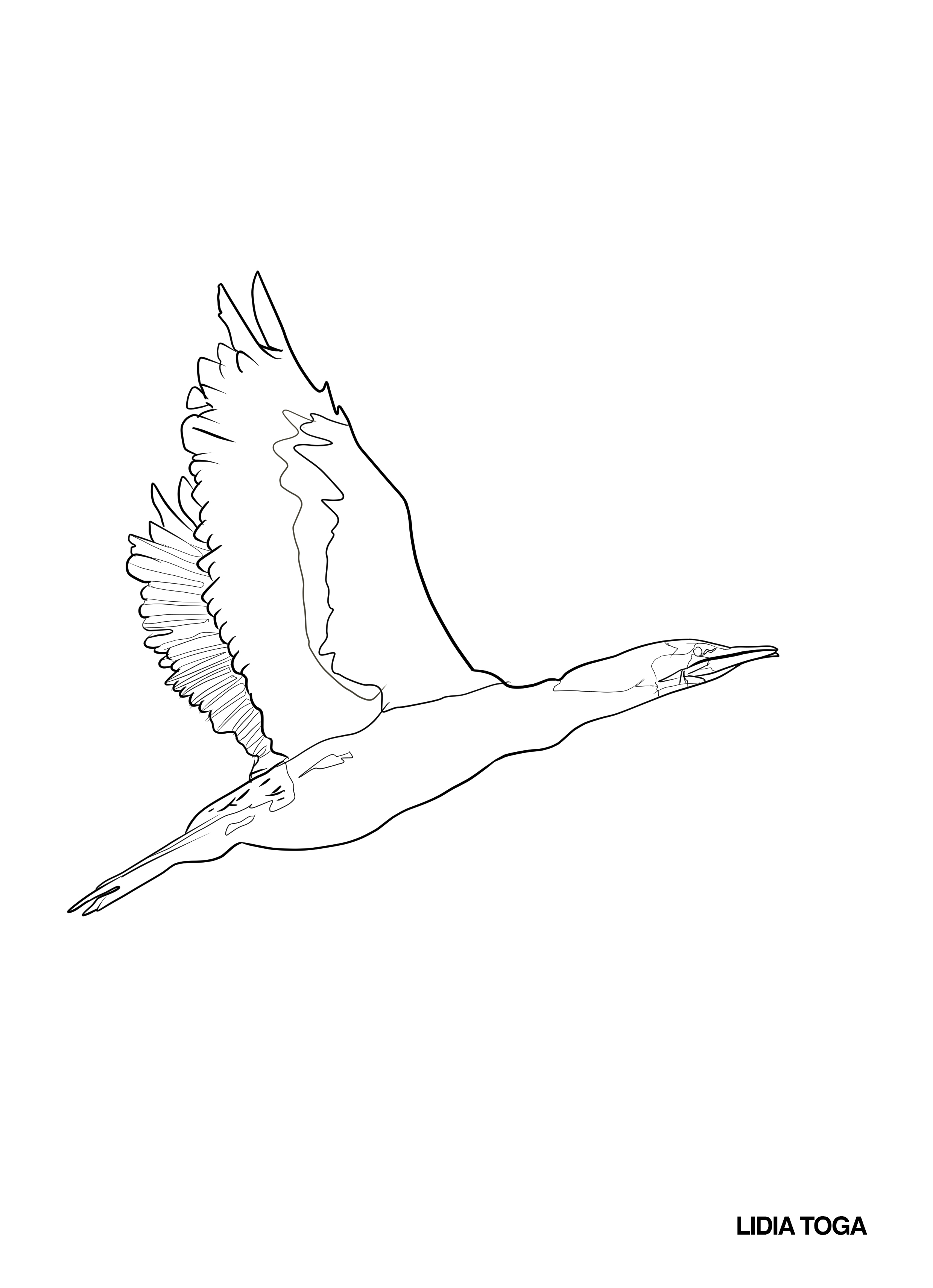 cormorán-volando